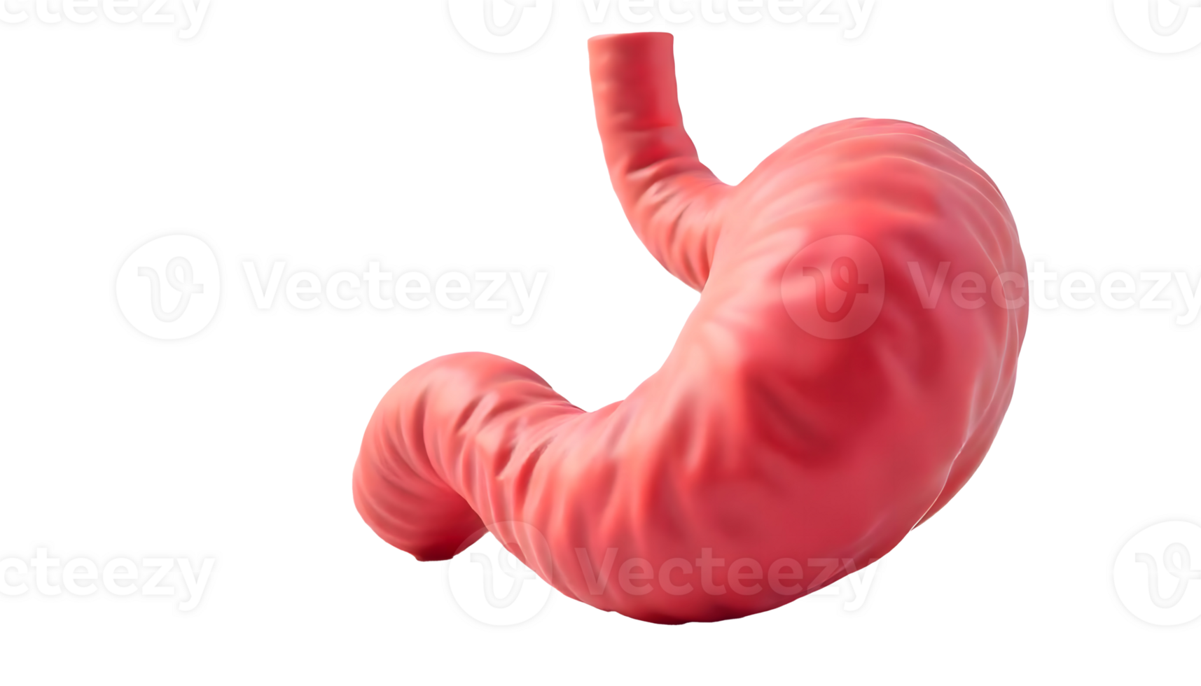 Human Stomach Anatomy Explained Structure and Digestive Function png