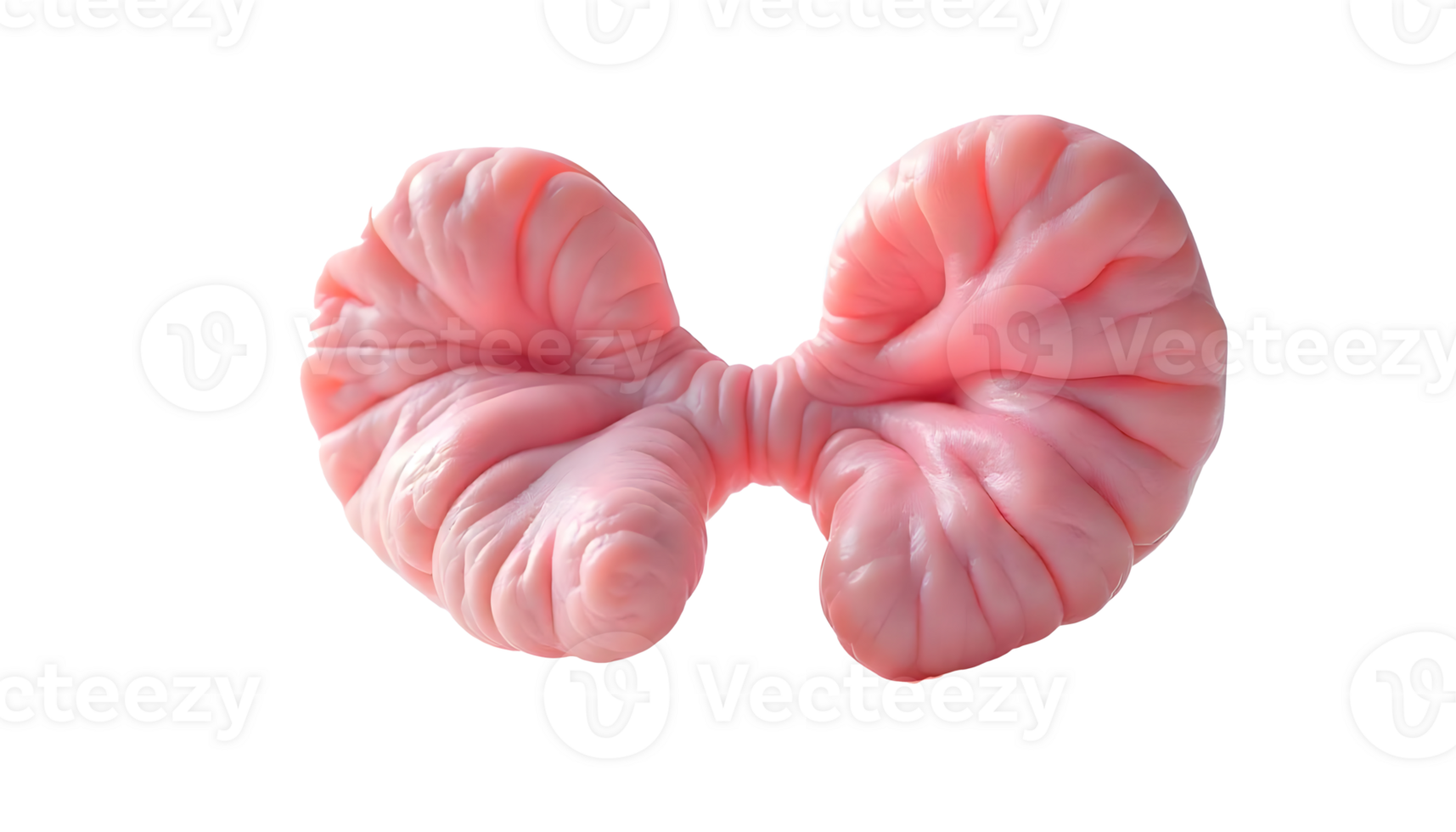 Detailed View of Human Parathyroid Glands in the Endocrine System png
