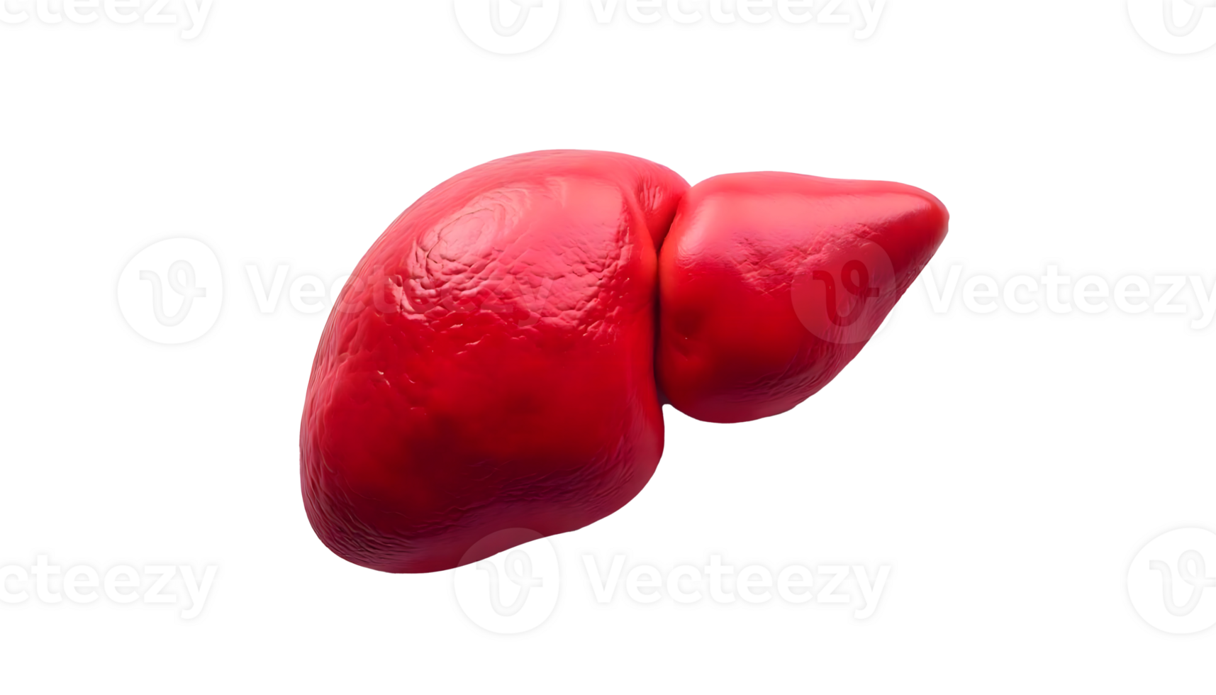 Human Liver Illustration Essential Organ in the Digestive System png