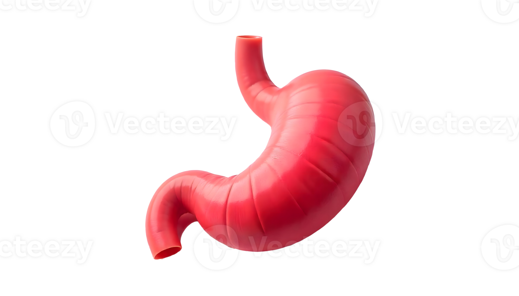 Detailed Anatomical Illustration of the Human Stomach Digestive System Core png