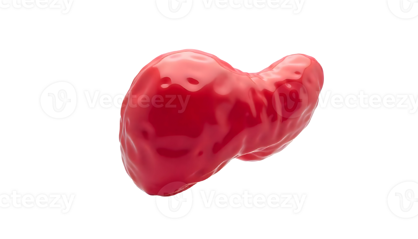 Detailed Illustration of the Human Gallbladder Anatomy and Function png