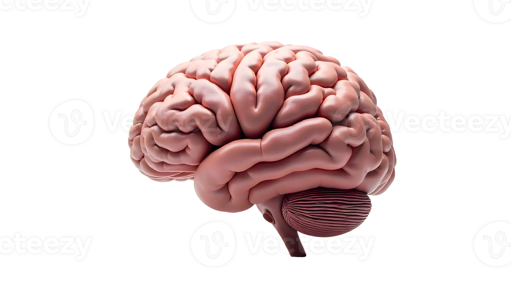 Detailed 3D Visualization of the Human Brain for Neurological Studies png
