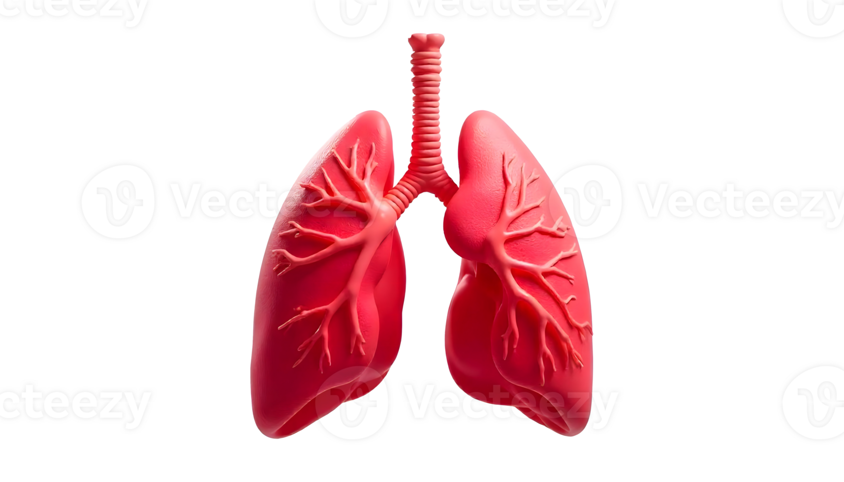 Detailed Anatomical View of Human Lungs Structure and Function Explained png