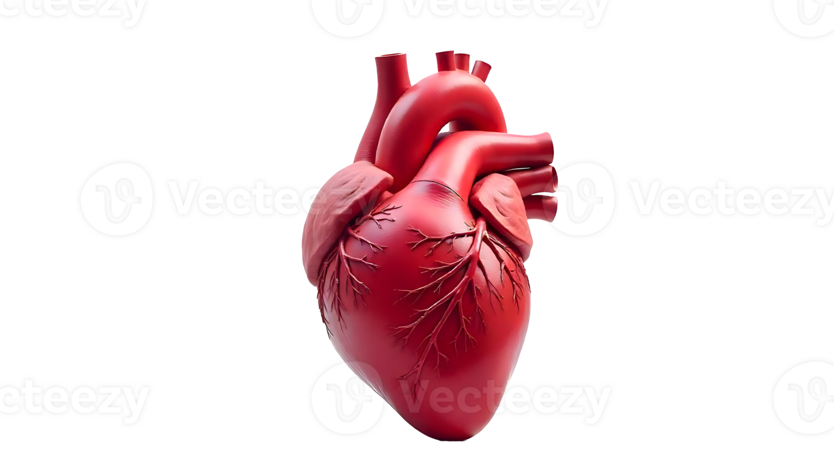 Anatomical Representation of the Human Heart in the Circulatory System png