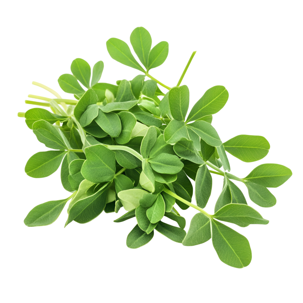 Organic Fenugreek Herb Transparent Background png