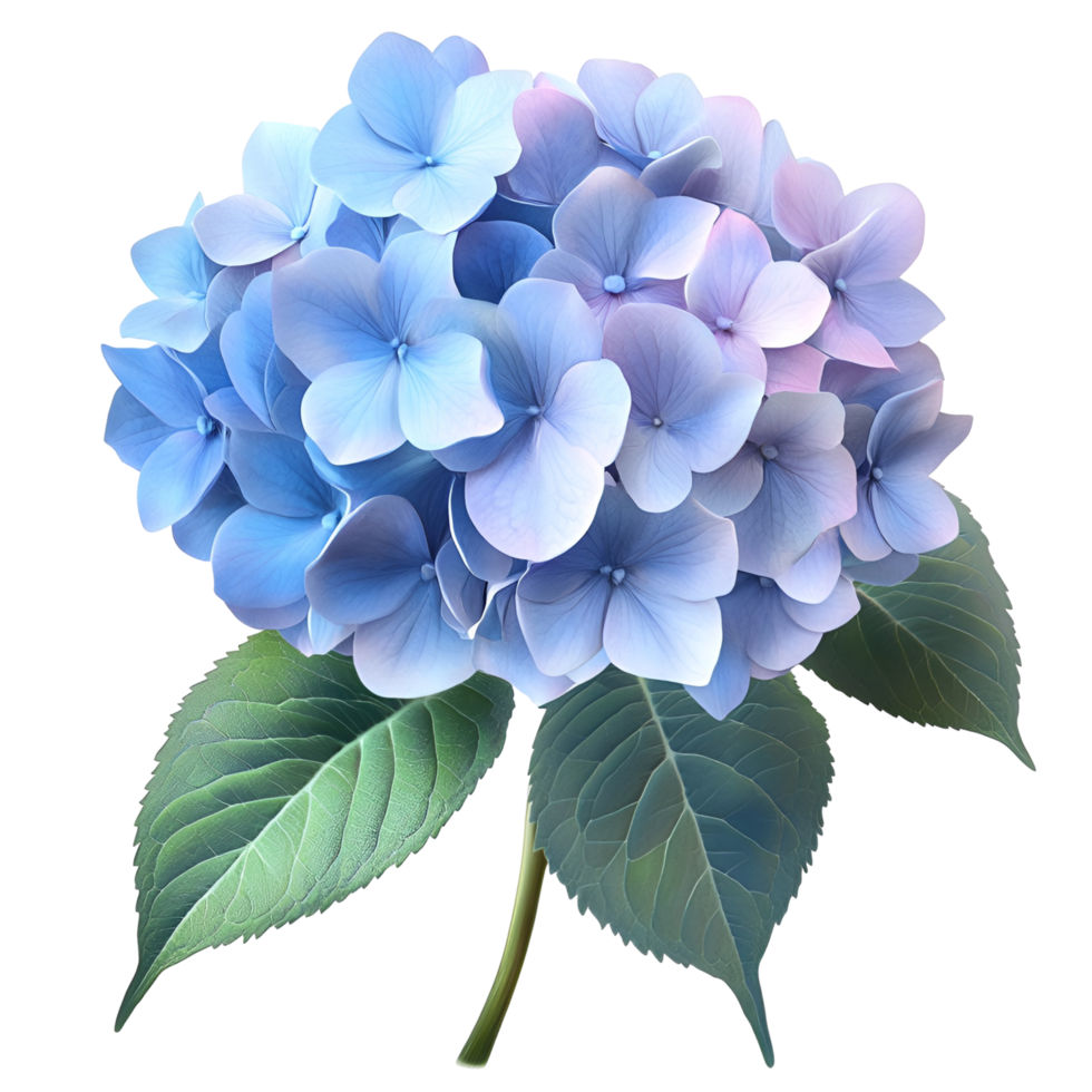 Fresh Blue Hydrangea with Leaves Transparent Background png