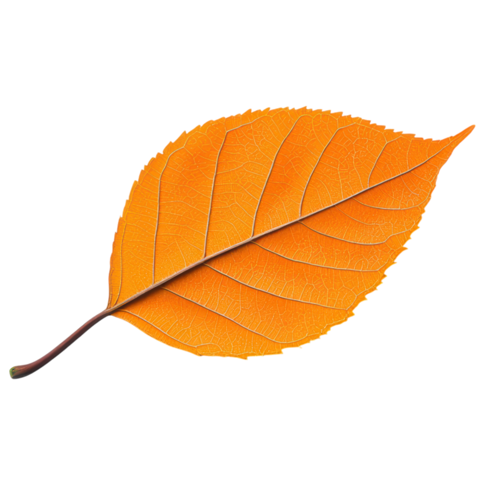 Free Isolated on Transparent Background, vibrant orange leaf showcases intricate veins and smooth texture, embodying beauty of nature transition png