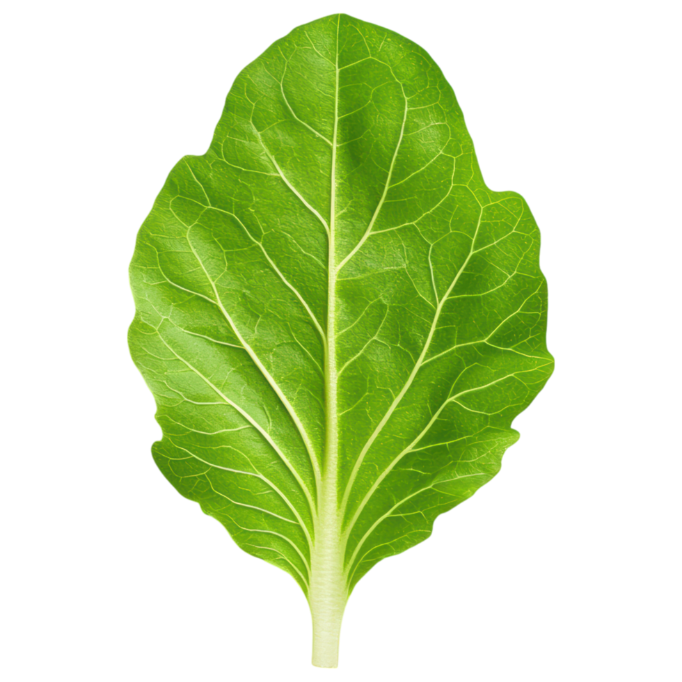Free Isolated on Transparent Background, Fresh green leaf showcasing vibrant texture and intricate veins png