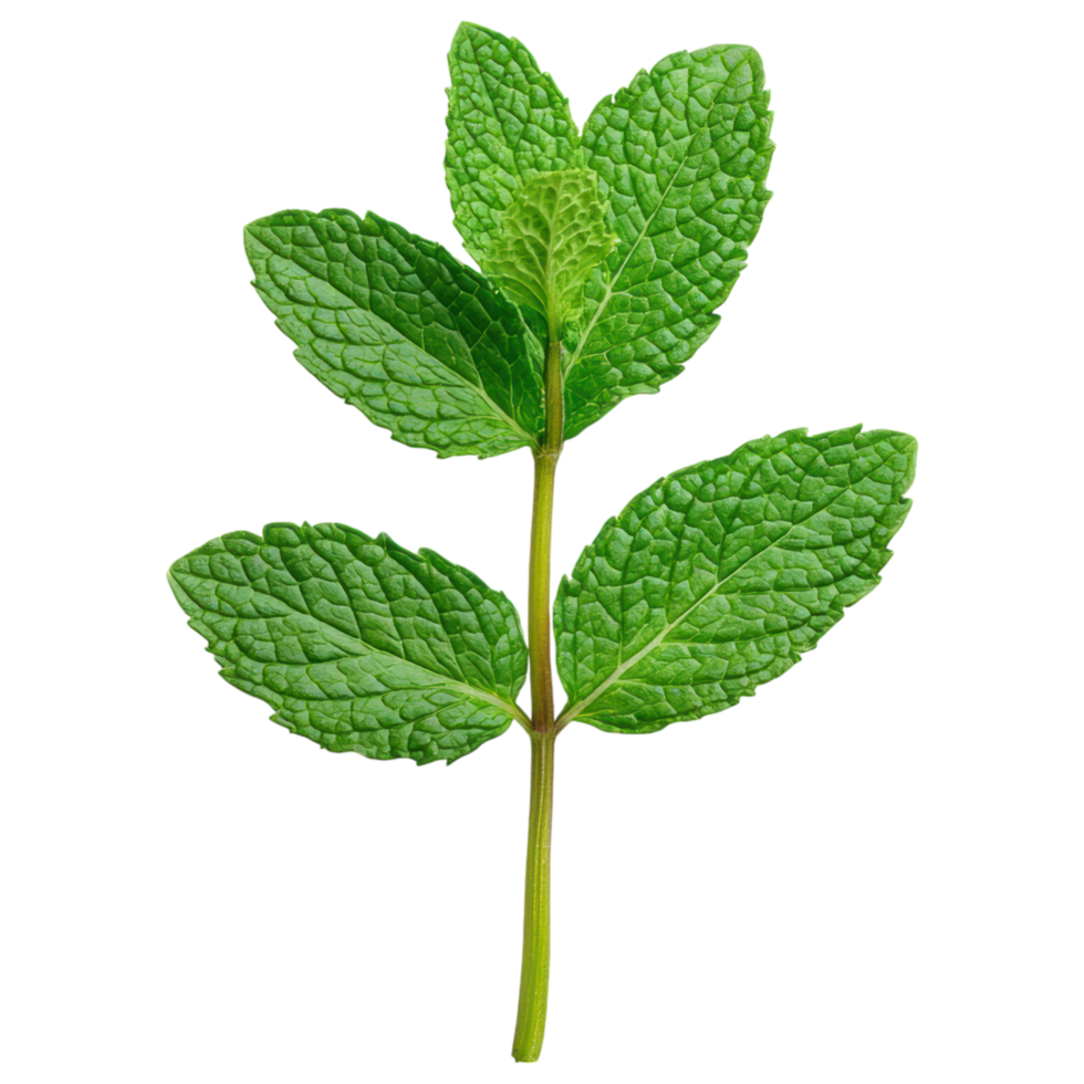 Free Isolated on Transparent Background, Fresh green leaf with vibrant texture and natural beauty, perfect for culinary use or decoration png