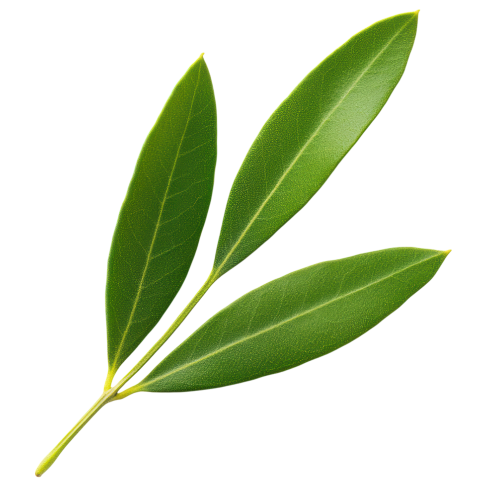 Free Isolated on Transparent Background, Fresh green leaves display vibrant colors and intricate textures, symbolizing nature beauty and vitality png