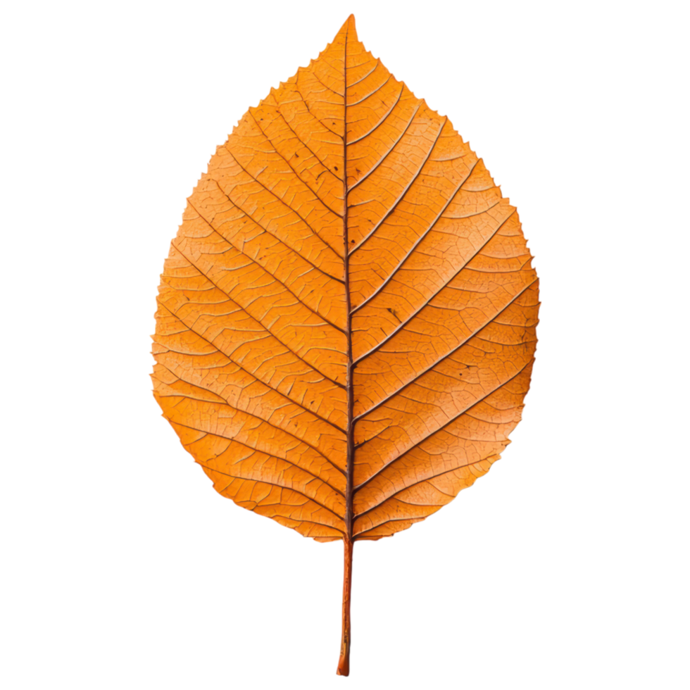 Free Isolated on Transparent Background, vibrant orange leaf showcases intricate veins and textures, embodying beauty of nature transition png