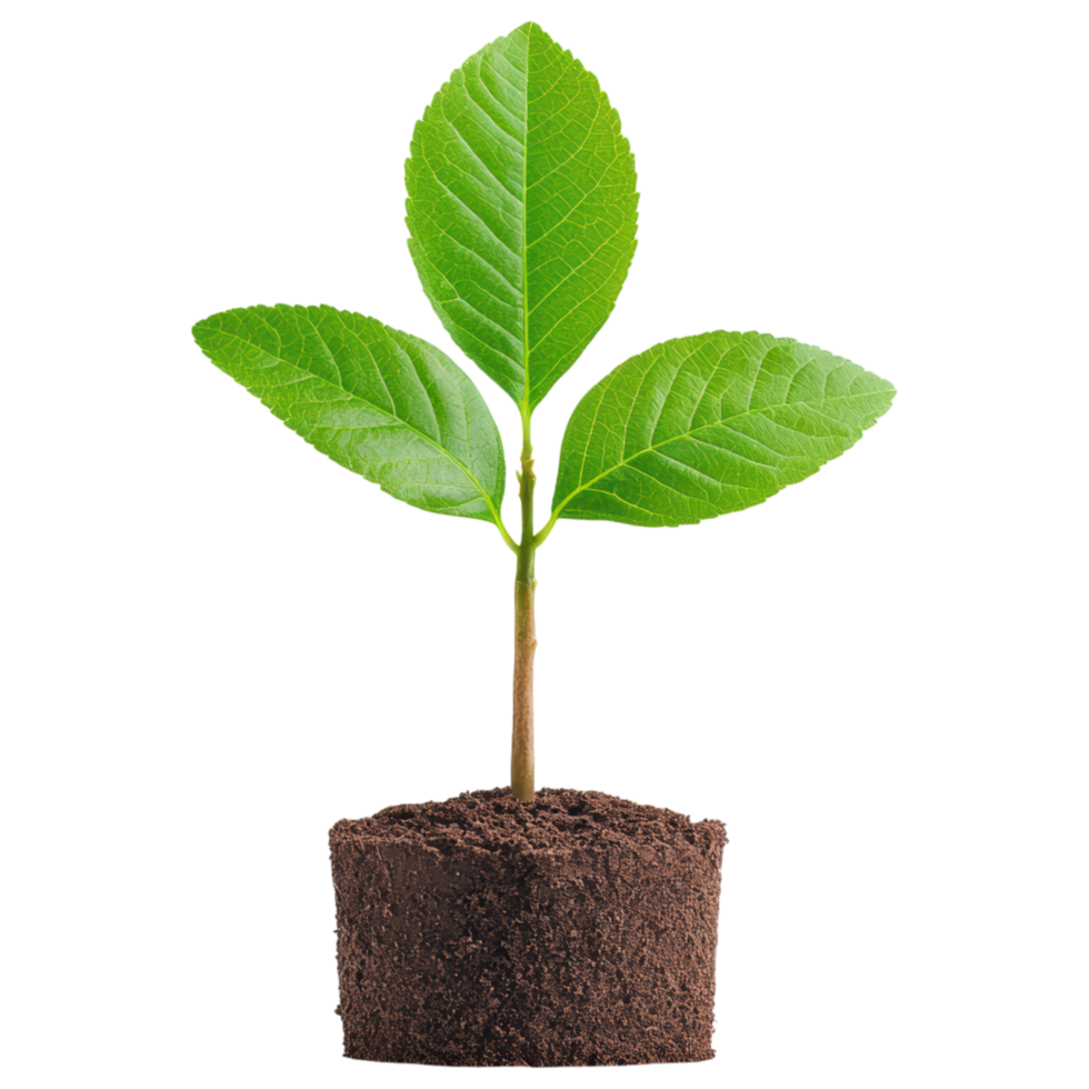 Free Isolated on Transparent Background, vibrant green plant with fresh leaves emerges from rich soil, symbolizing growth and renewal png
