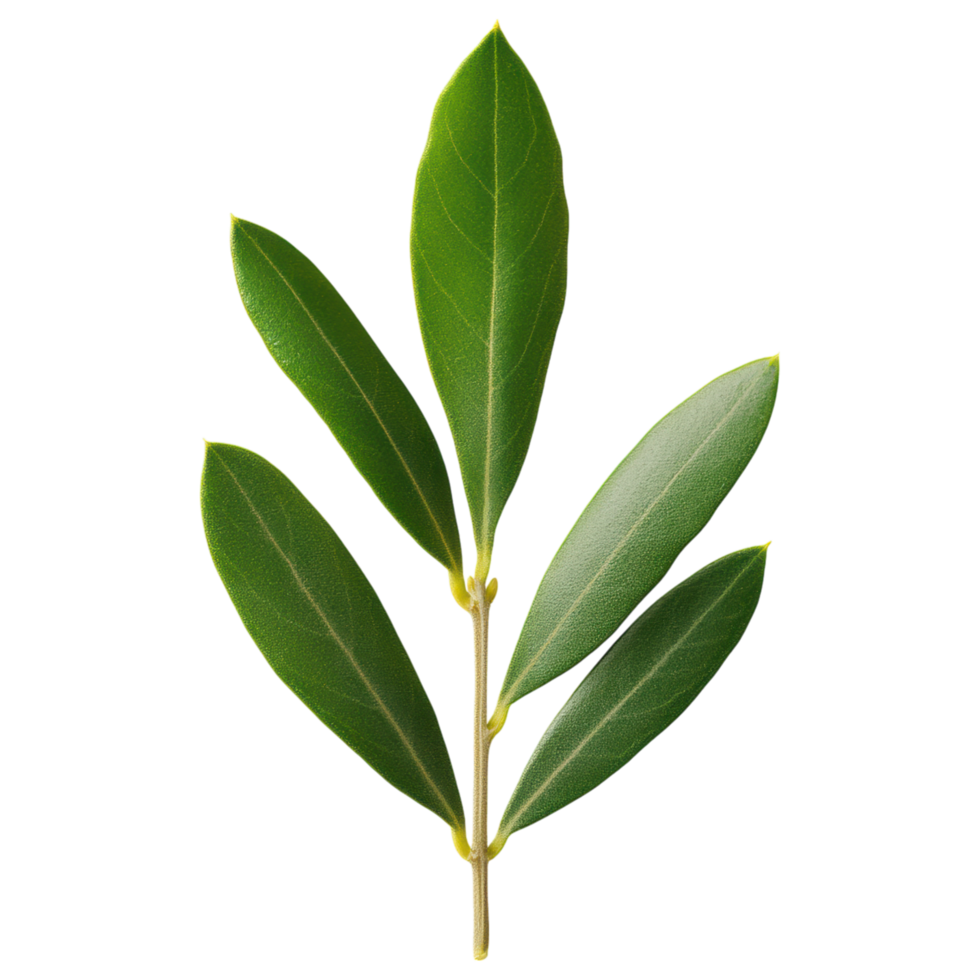 Free Isolated on Transparent Background, Fresh green leaves create vibrant and natural aesthetic perfect for any design png