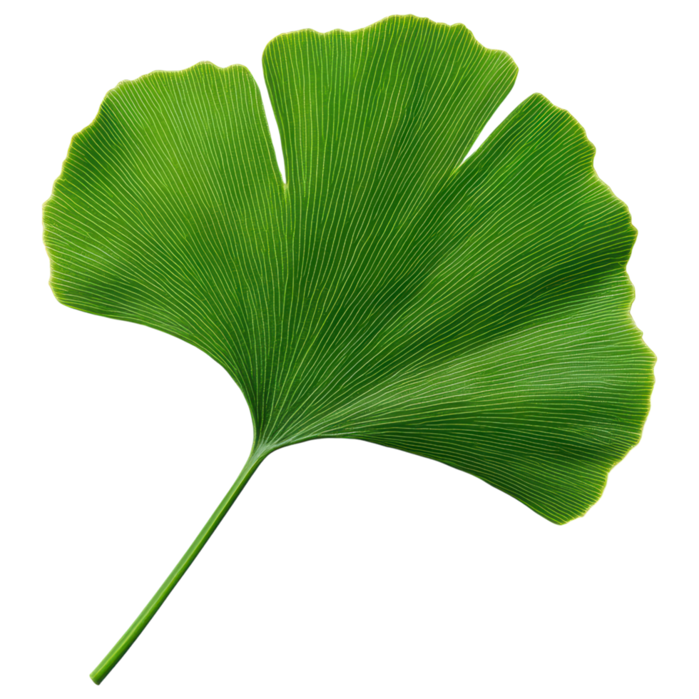 Free Isolated on Transparent Background, vibrant green leaf showcases intricate veins and unique shape, symbolizing nature beauty png
