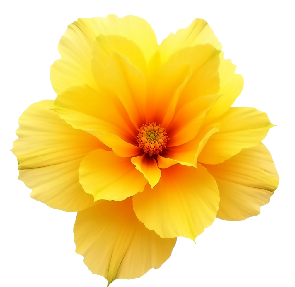 daffodil flower on isolated background png