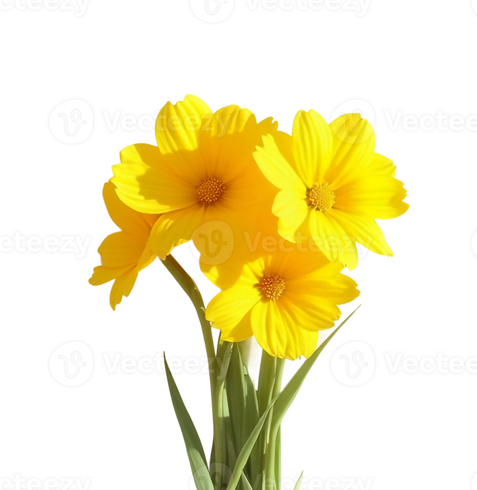 yellow daffodil flower isolated on transparent background png