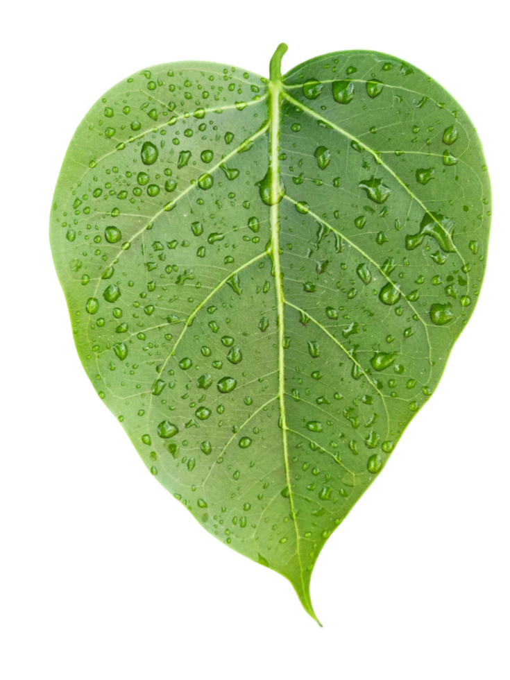 A green leaf with water droplets on it png
