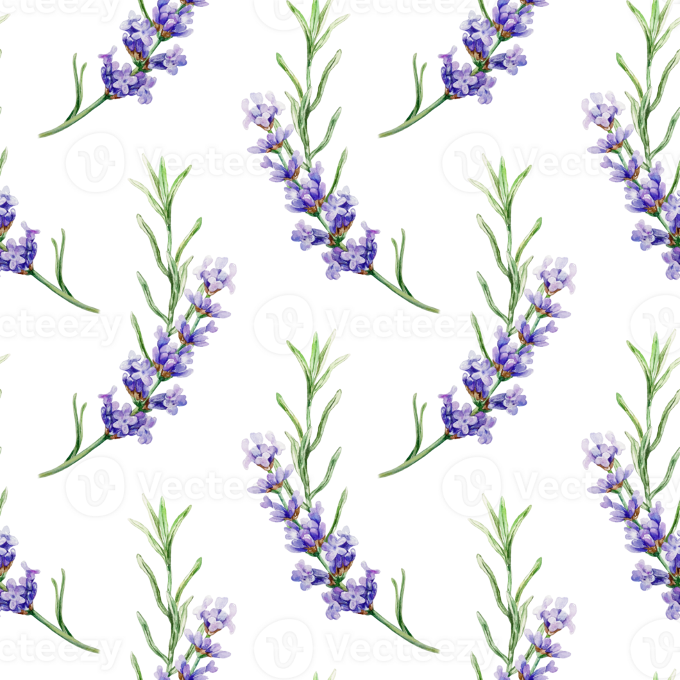 Lavender twigs seamless pattern. Hand drawn watercolor illustration of Provence flowers. For textile, wrapping paper, fabric, covers, napkins. png