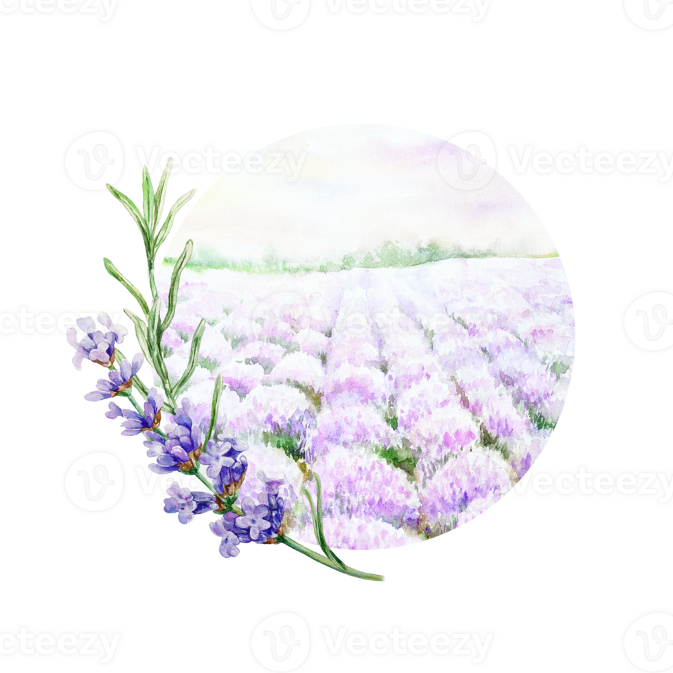 Lavender field and twig. Hand drawn watercolor illustration of purple Provencal flowers. For birthday cards, wedding invitations, cosmetics labels, stickers. png