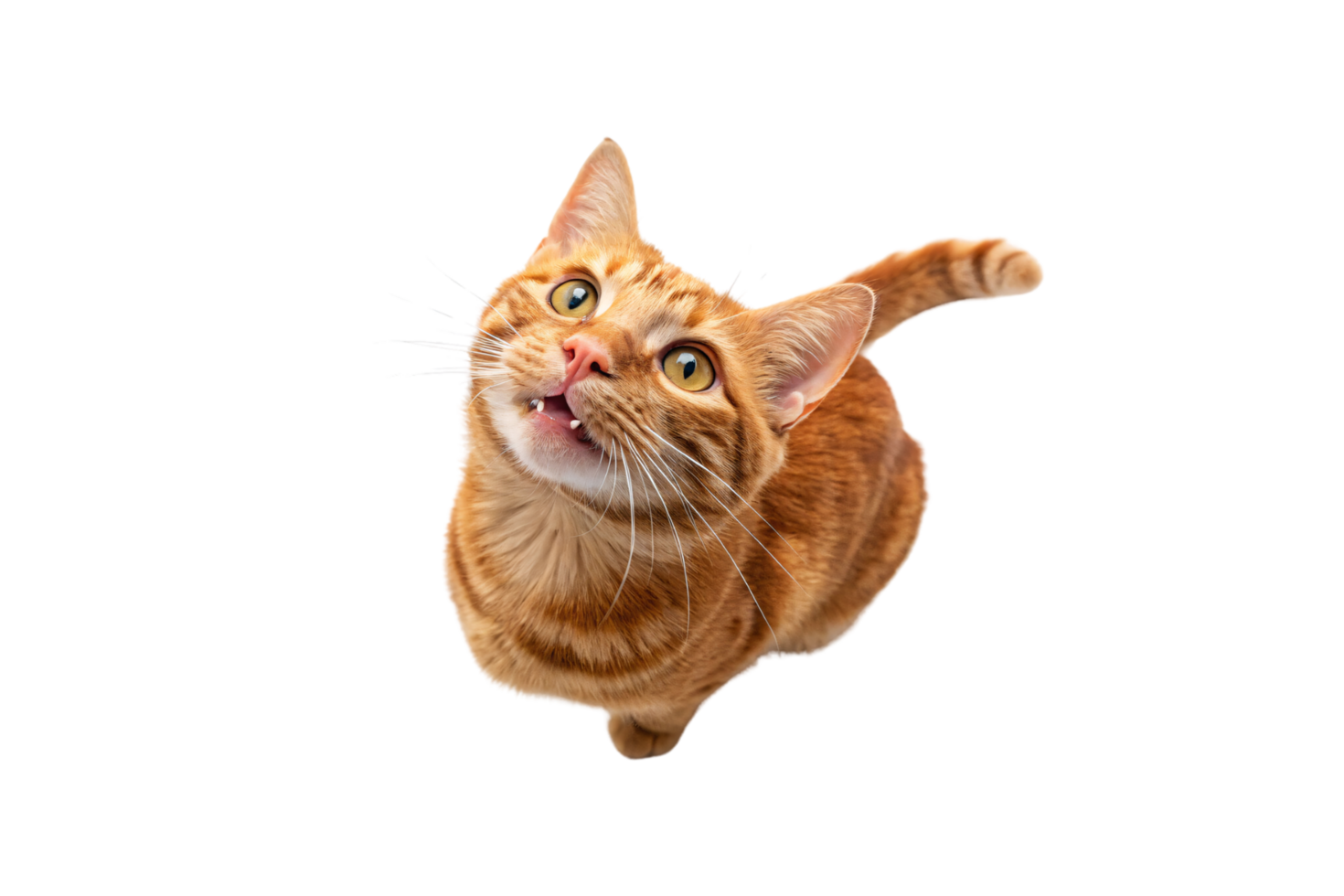 An orange tabby cat with a cheerful expression, big green eyes, and upright tail, capturing a moment of lively interaction png