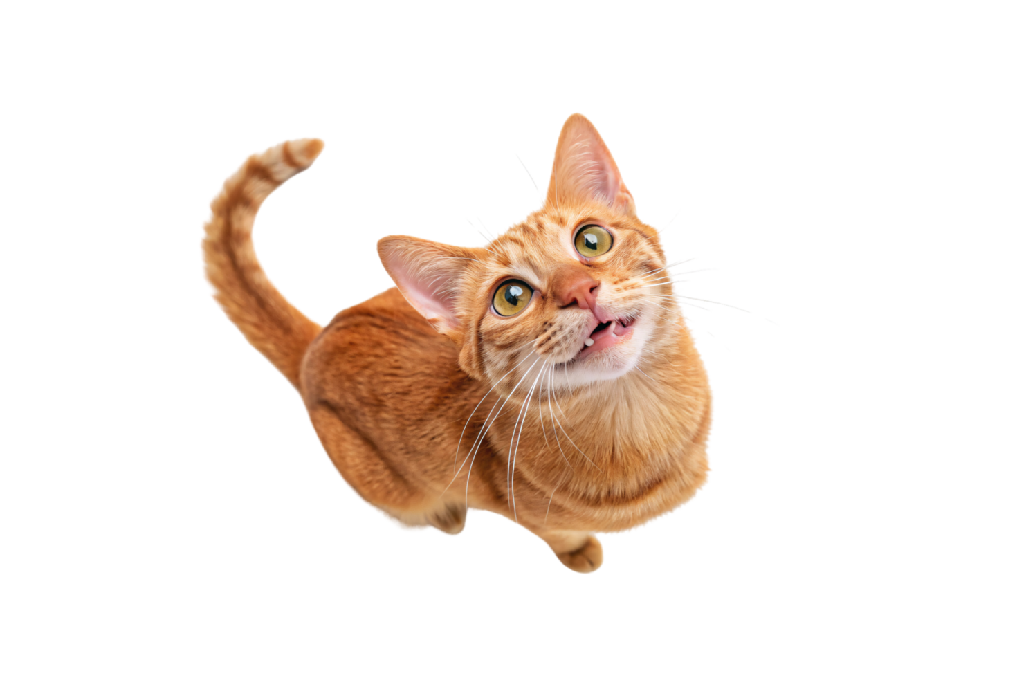 A bright orange tabby cat mid-meow, showcasing expressive green eyes, striped fur, and an animated personality as it looks upward png