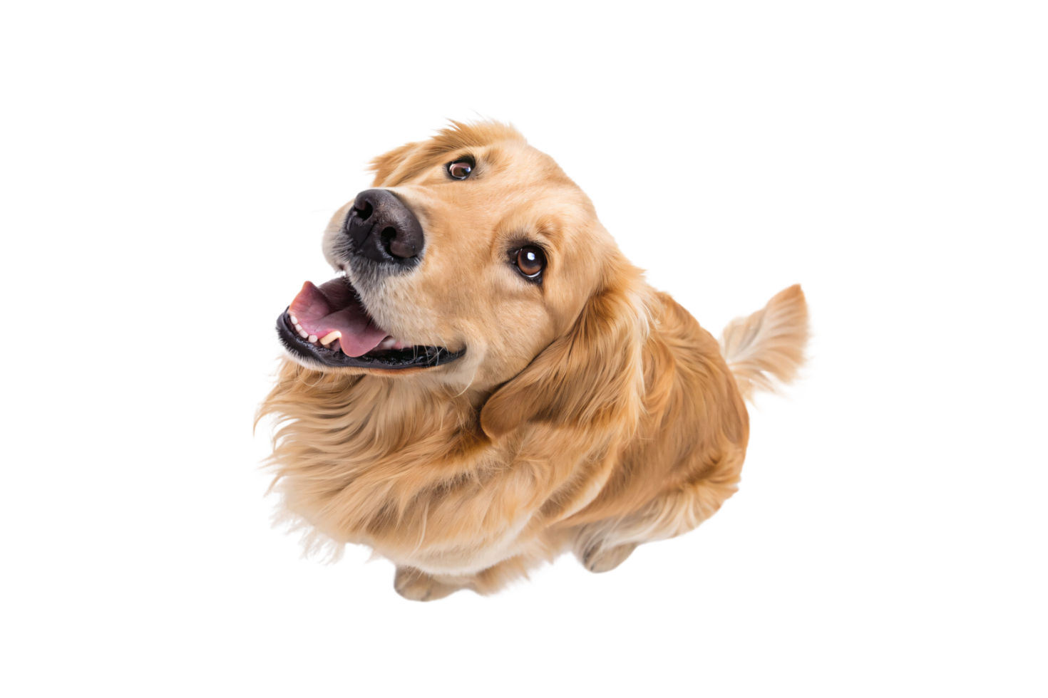 A cheerful golden retriever with a radiant smile, tilting its head slightly, exuding warmth and friendliness against a white background png