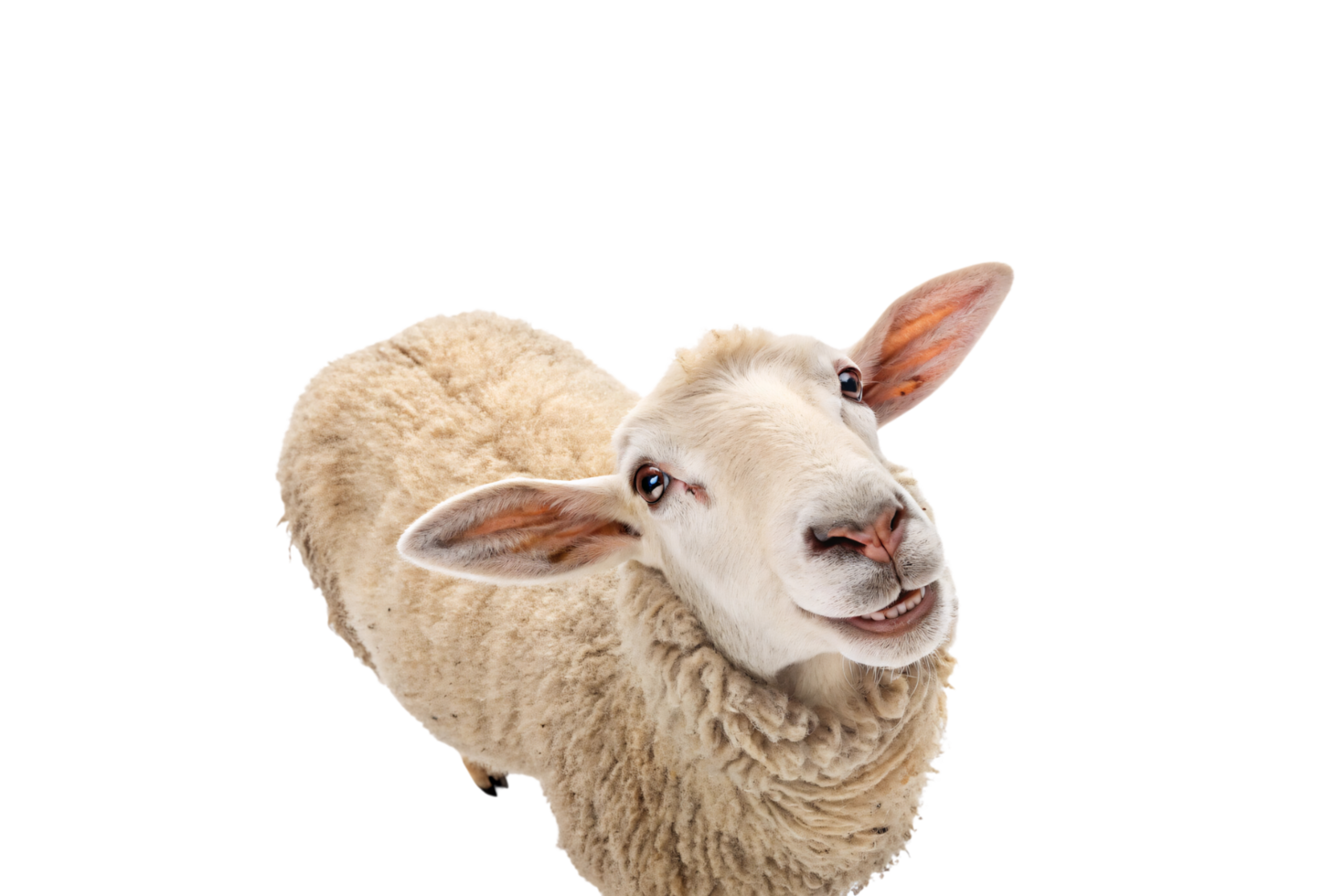 A fluffy sheep with perky ears and a sweet smile, tilting its head slightly, giving an endearing and lively demeanor png