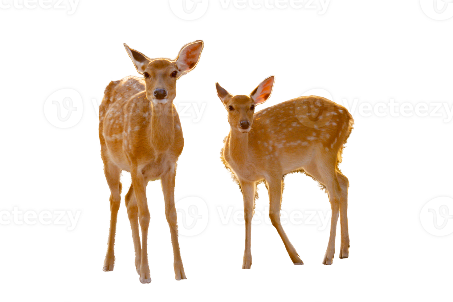 Mother deer and baby deer walking, sunset light, transparent background png