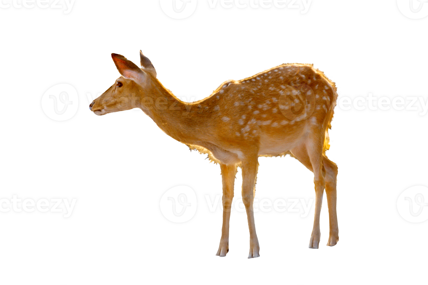 Baby deer walking, sunset light, transparent background png