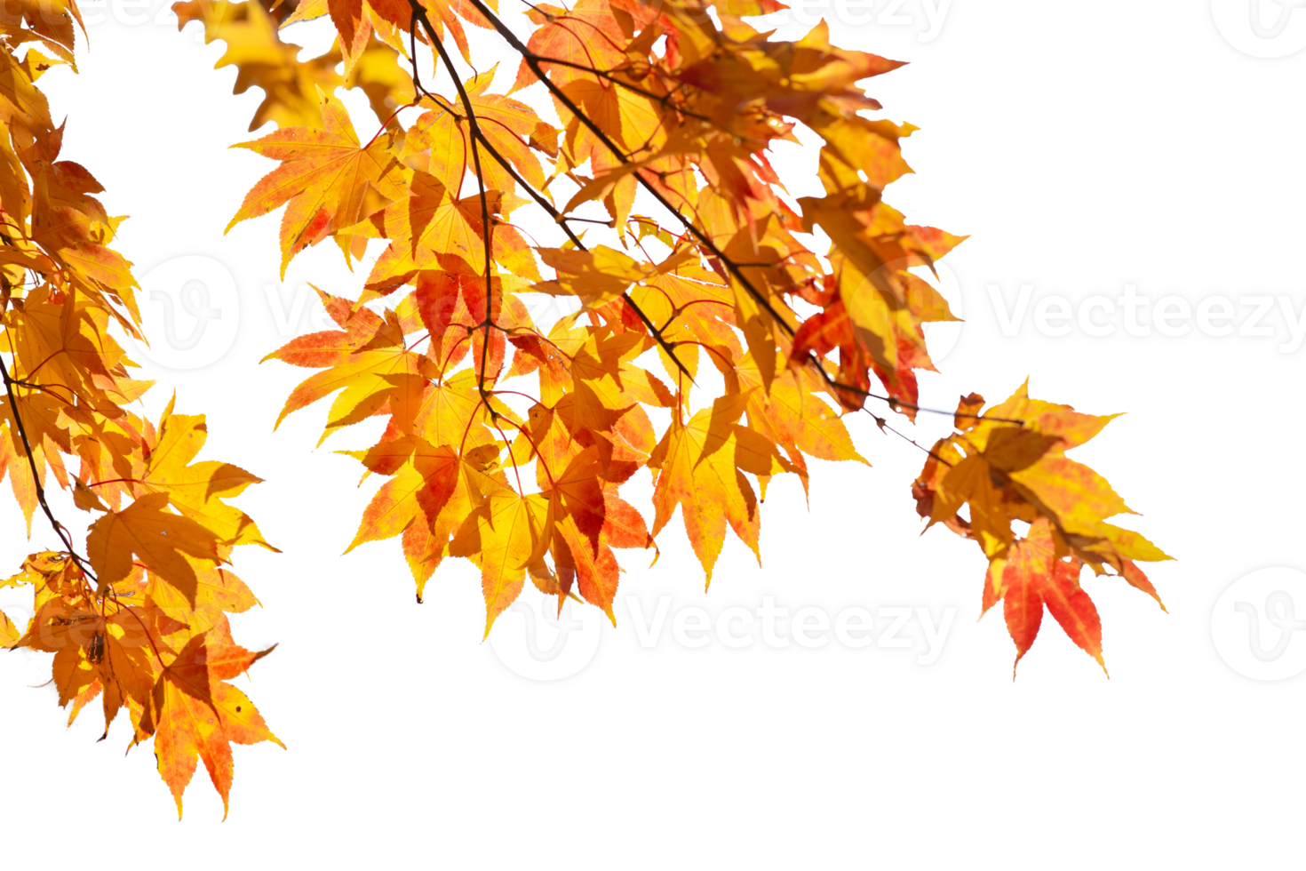 Autumn maple leaves with transparent background png