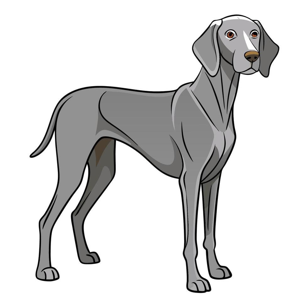 Isolated Image of a Majestic Weimaraner Dog with a Pristine White Background vector