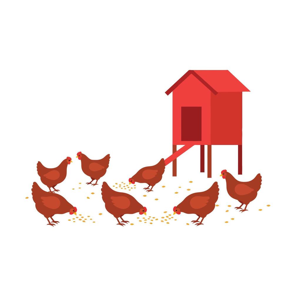 A group of red hens pecking at scattered feed near a bright red chicken coop in flat art vector