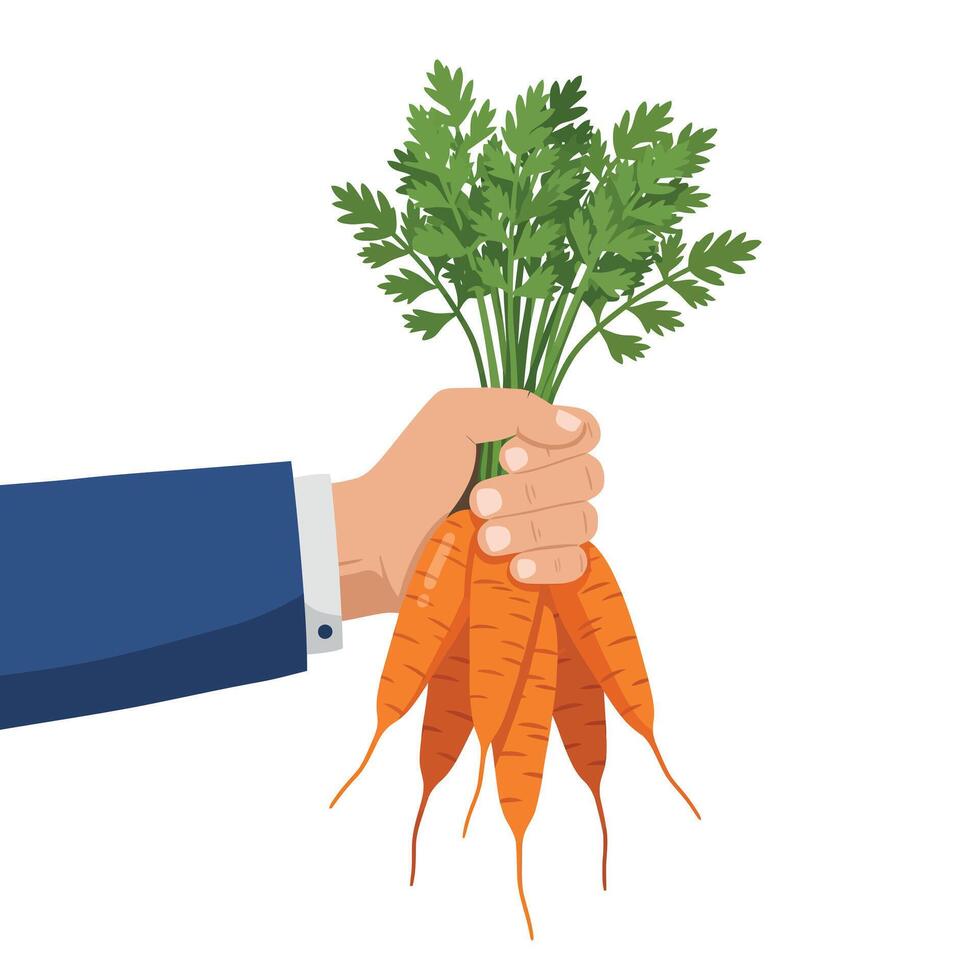 Hand holding a bunch of fresh orange carrots with green tops in a minimal illustration style showcasing healthy eating and organic produce vector