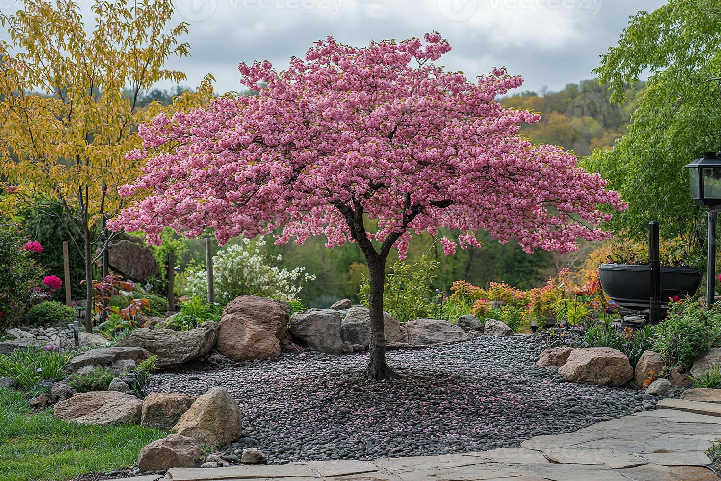 Delicate blooming of Japanese sakura in early spring in the garden. Generated by artificial intelligence photo