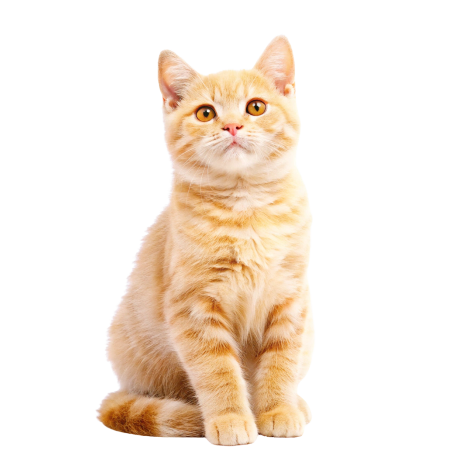 Fluffy Ginger Kitten Standing and Looking Up png