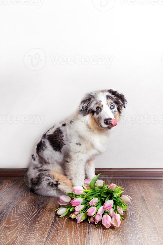 Funny Aussie Australian Shepherd puppy in blue marble color sits with bouquet of pink tulips vertical photo looks at camera