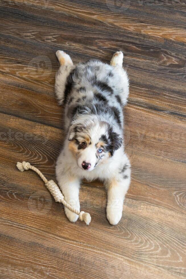 Aussie Australian Shepherd puppy in blue marble color and different eye color lies on his stomach with his paws back vertical photo copy space top view