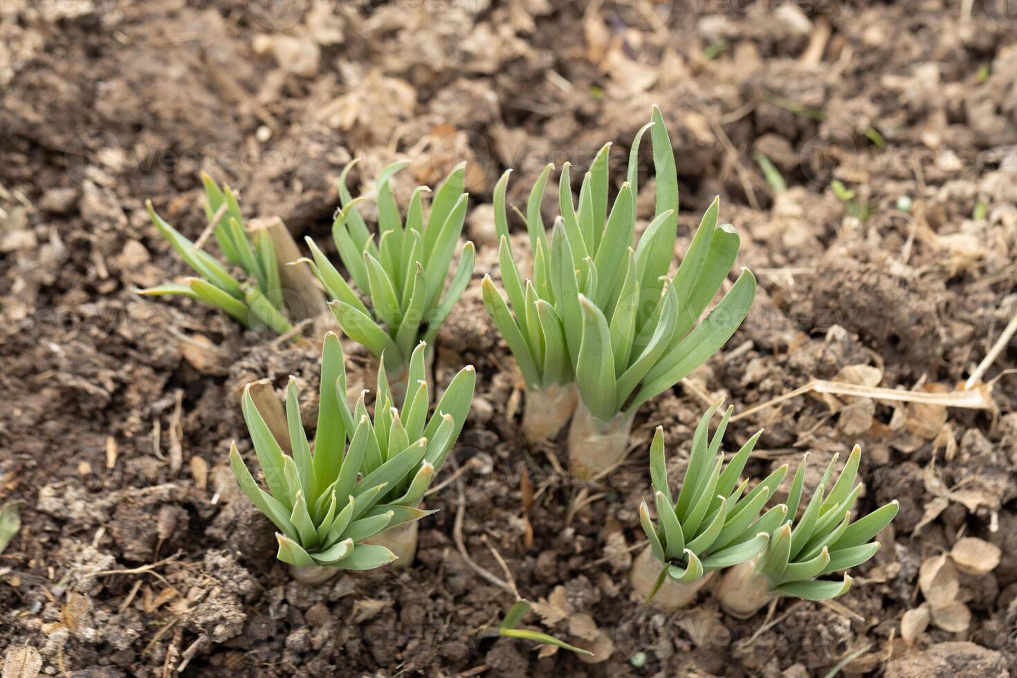 Eremurus seedlings in early spring in the garden photo