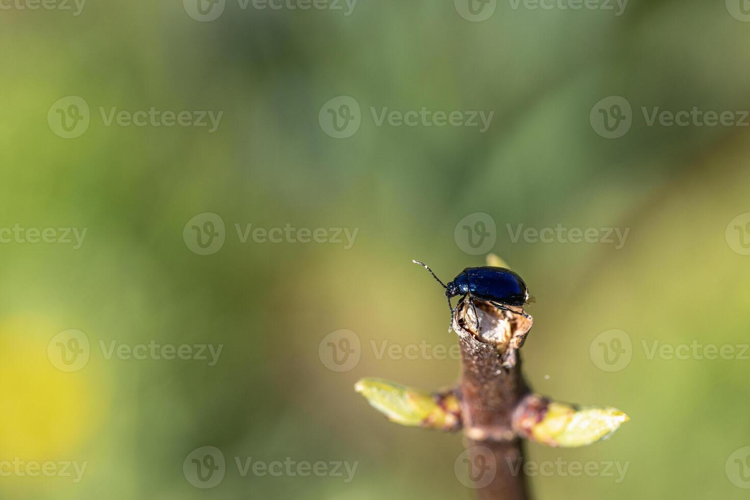Cabbage Stem Flea Beetle , Psylliodes chrysocephala on Oilseed Rape , Brassica napus. rapeseed flower beetle photo