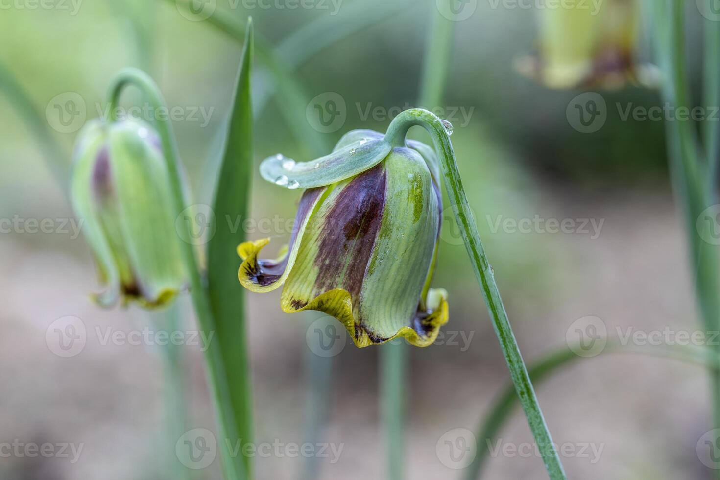 Fritillaria acmopetala, the pointed-petal fritillary bloom in spring in the garden on a sunny day photo