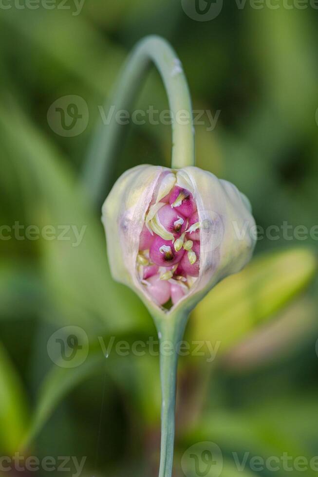 The garlic blossoming. An arrow of garlic with the ripening seeds a close up horizontally photo