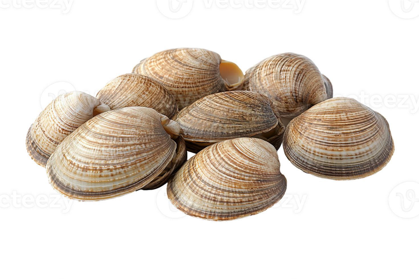 clams with striped, textured shells, with one open clam revealing its tender, glossy interior png