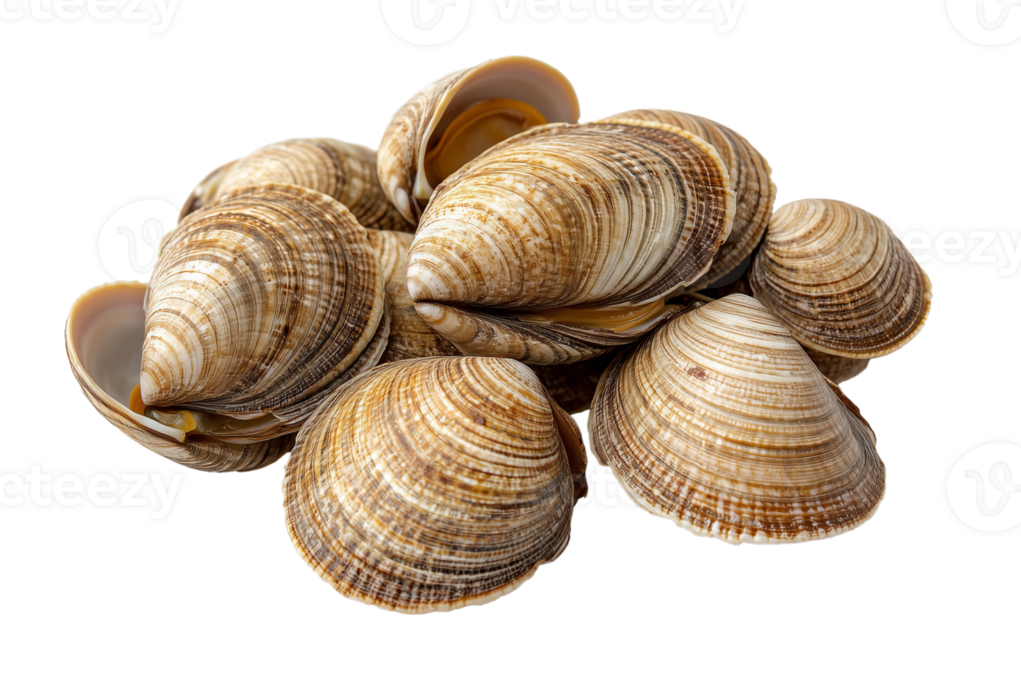 clams with striped, textured shells, with one open clam revealing its tender, glossy interior. isolated on background. png