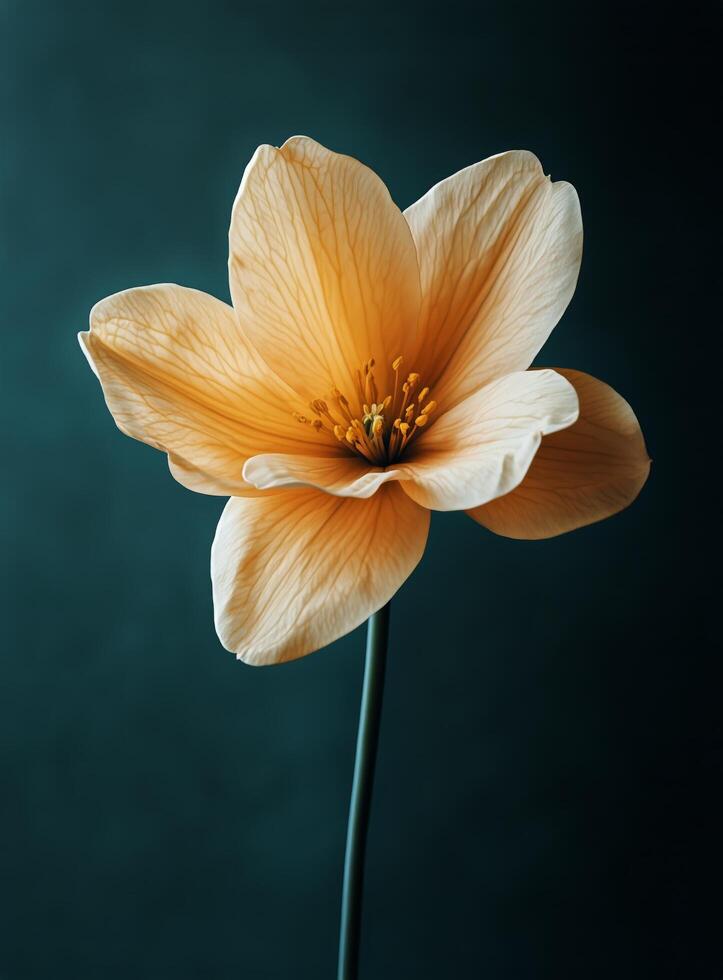 Elegant Orange Flower Illuminated Against Dark Background Showcasing Its Delicate Textures and Form photo