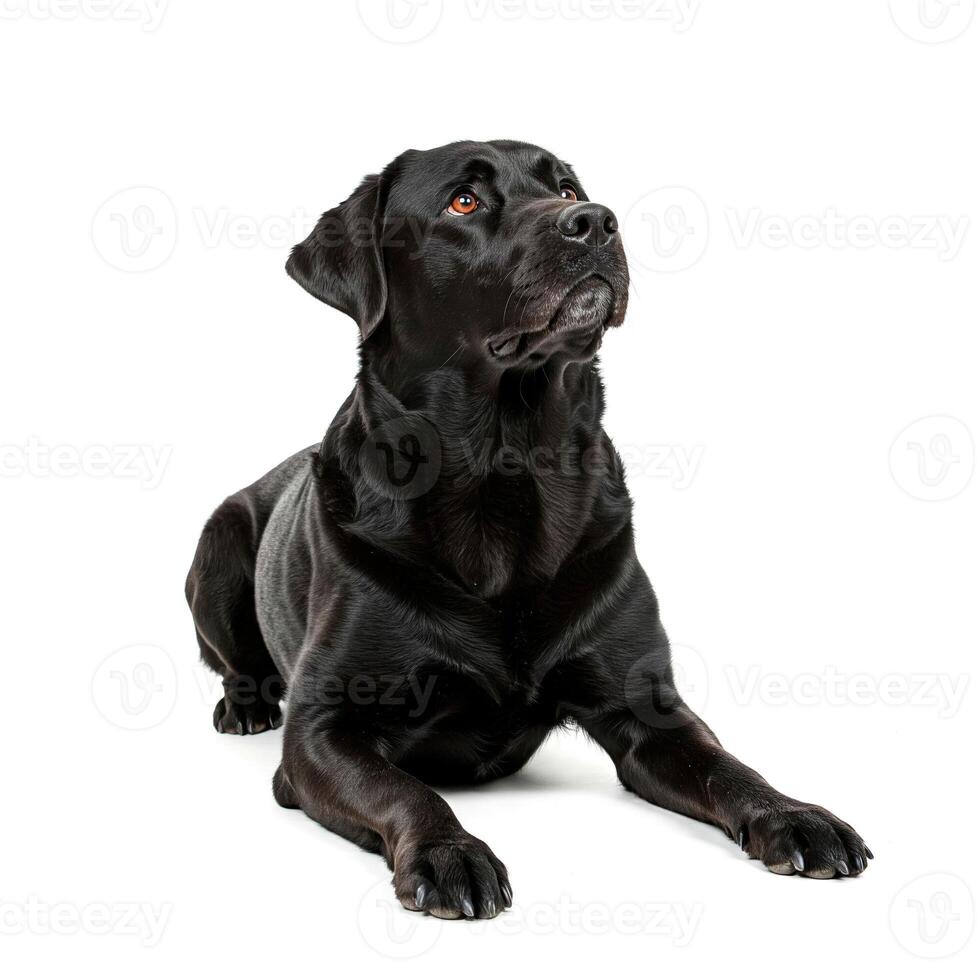 Black labrador retriever dog lying down and looking up with curiosity isolated on white background photo