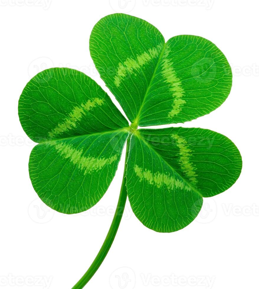 Shamrock or Three leaf clover isolated on white background photo