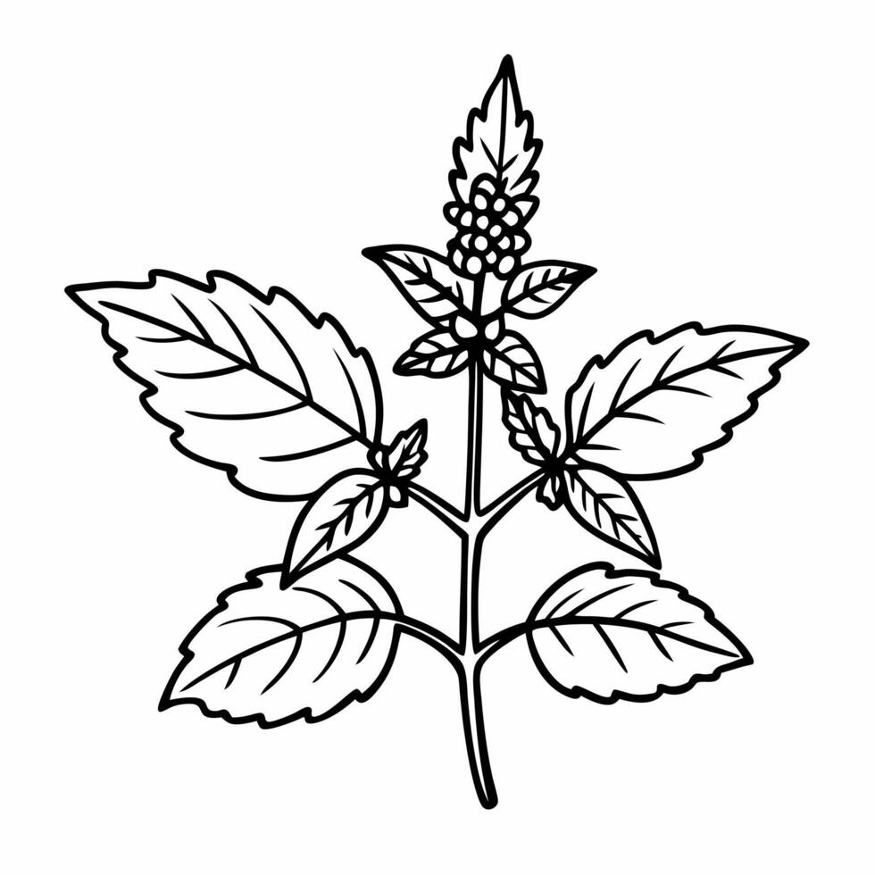 Mint Plant Line Drawing Botanical Herb Outline for Natural Design vector