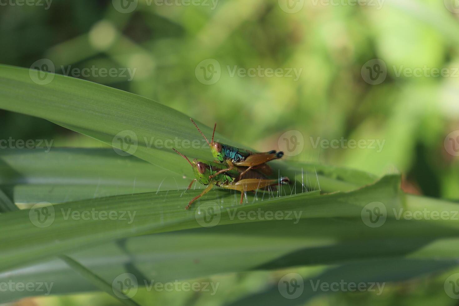 two grasshoppers on a leaf in the grass photo