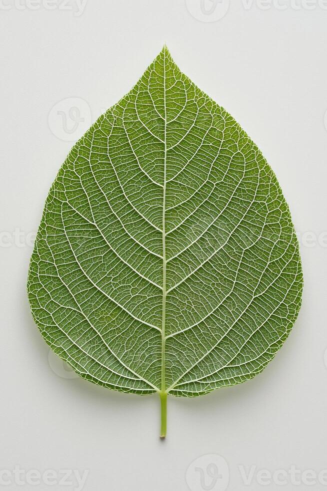 A close-up view of a fresh green leaf highlighting intricate vein patterns. photo