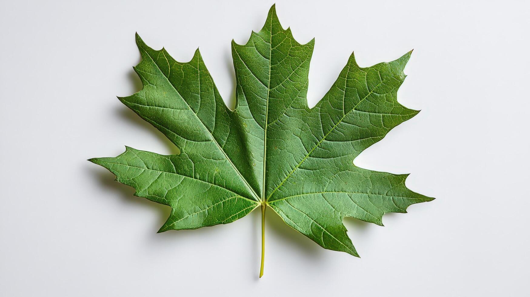 Close-up of a green maple leaf isolated on white background photo